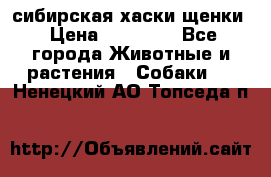 сибирская хаски щенки › Цена ­ 10 000 - Все города Животные и растения » Собаки   . Ненецкий АО,Топседа п.